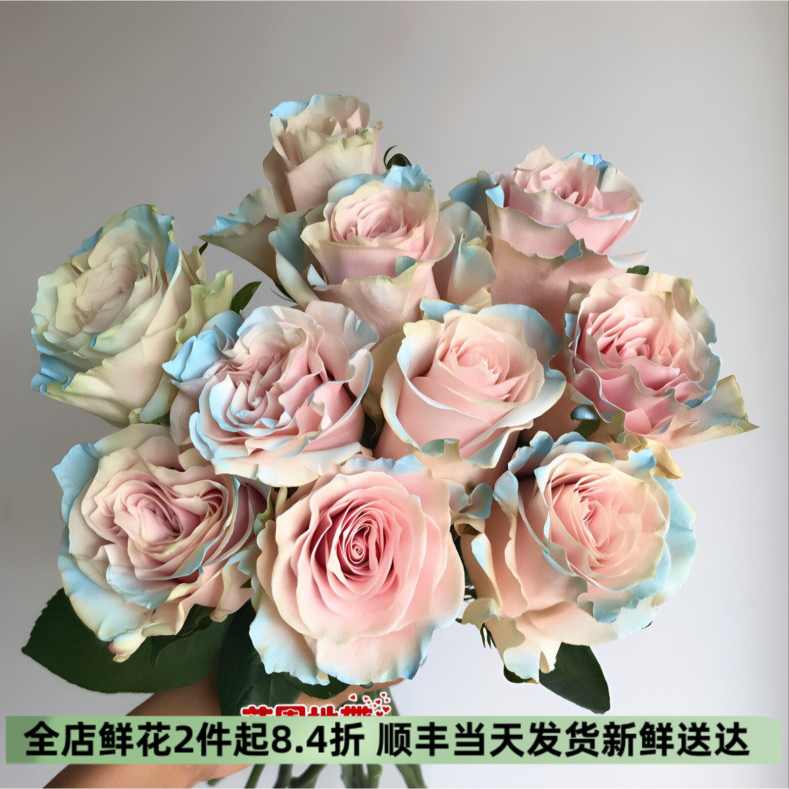 进口玫瑰染色伊莎贝尔10朵速递