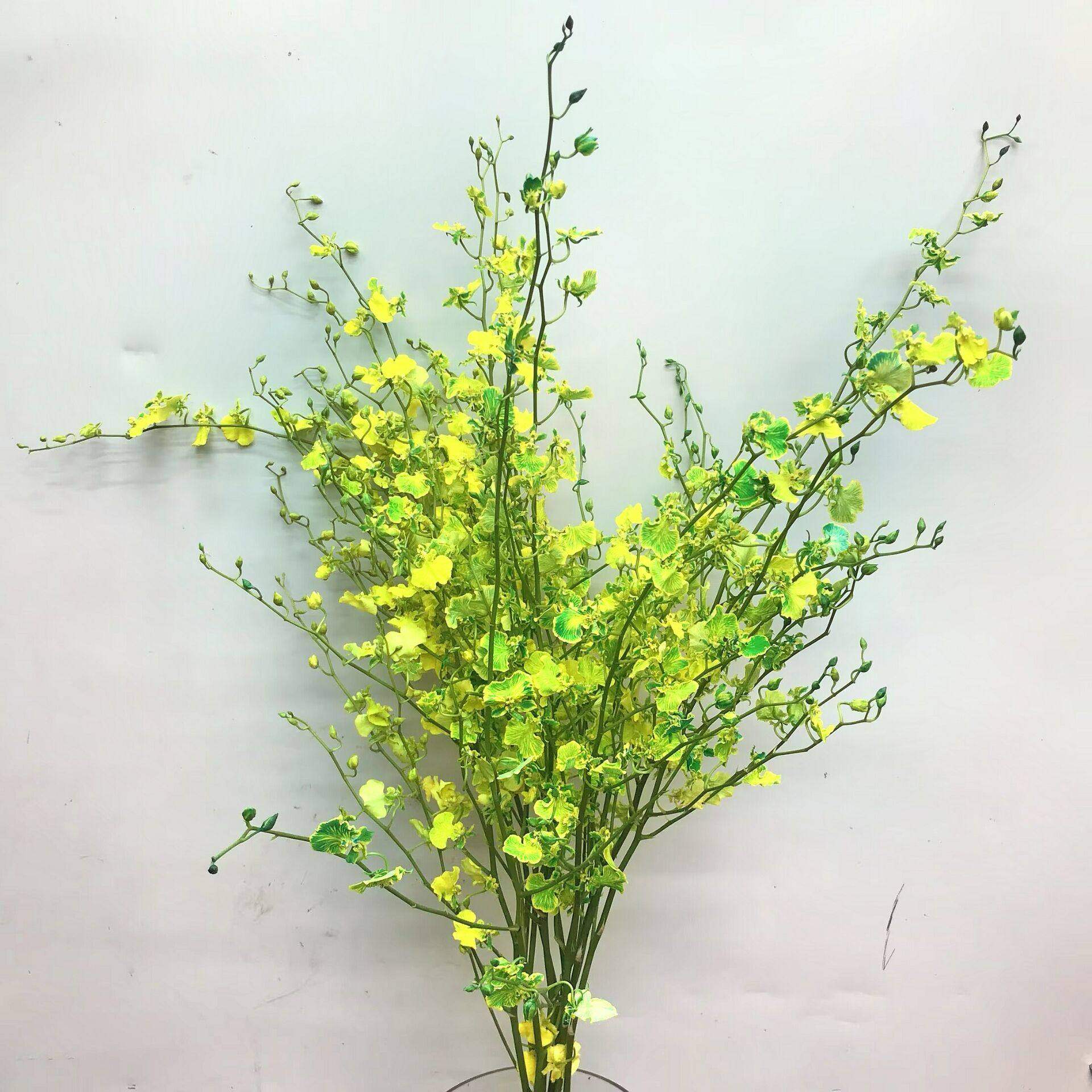 文心兰鲜切花水培花展厅摆花染色跳舞兰鲜花婚庆配花北京同城速递