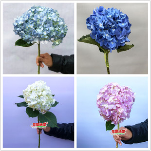 多色绣球花 生日礼物同城鲜花速递 家用花艺插花 国产八仙花鲜切