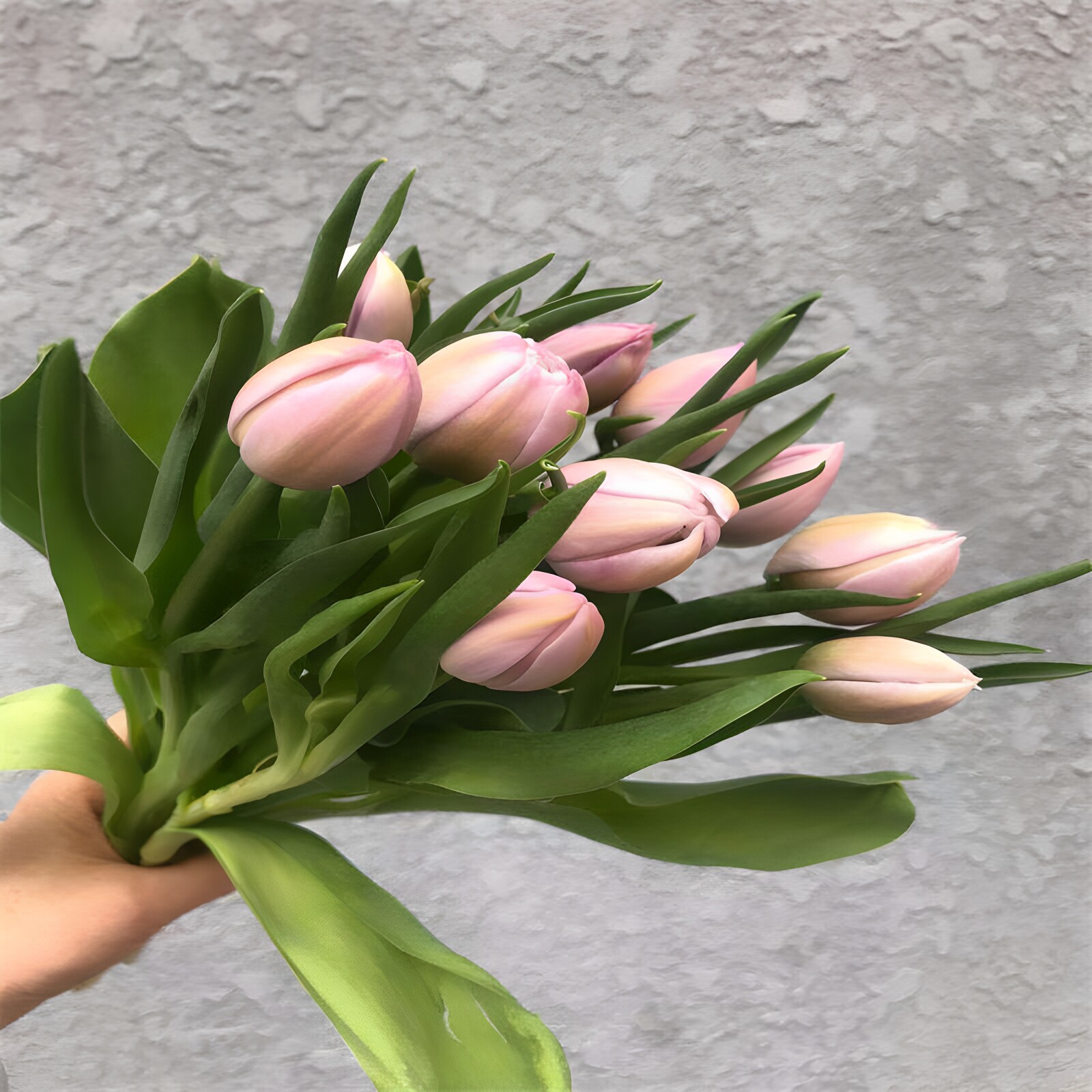 蓝莓重瓣郁金香鲜花水培花材小众