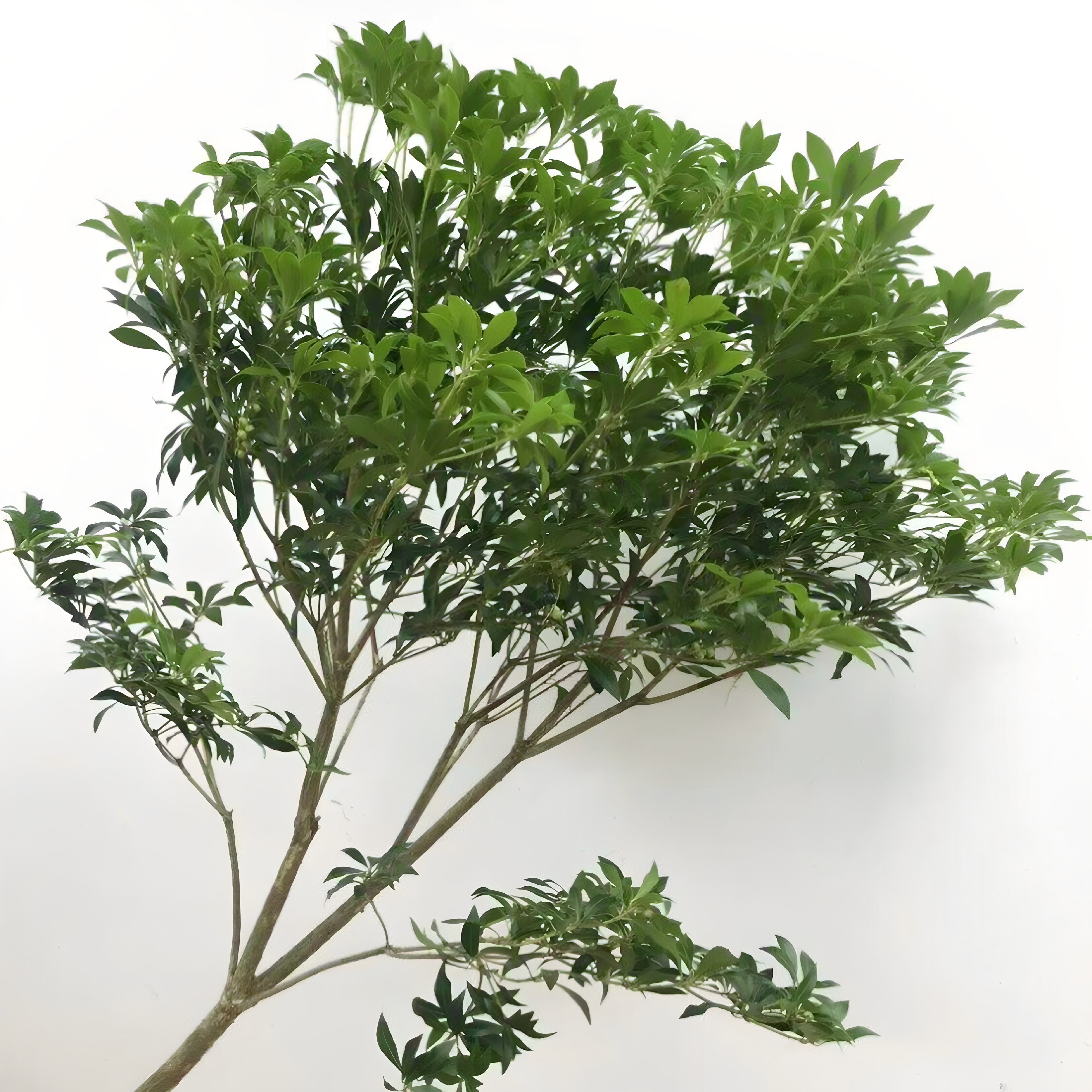进口日本马醉木鲜切枝水养室内有氧植物森系吊钟鲜花北京同城速递
