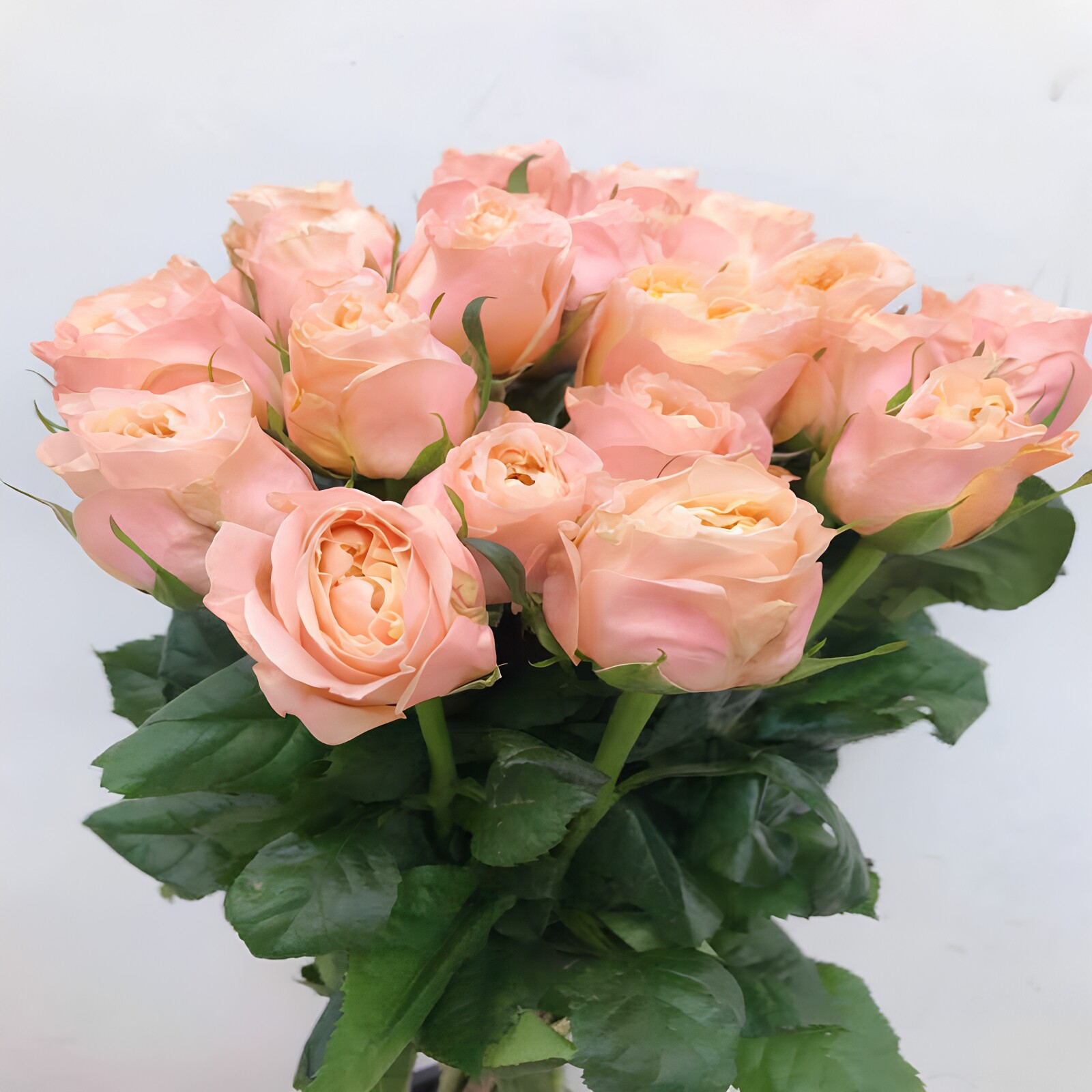 入梦玫瑰花水培生活插花母亲节鲜花一扎19枝北京直发顺丰同城速递