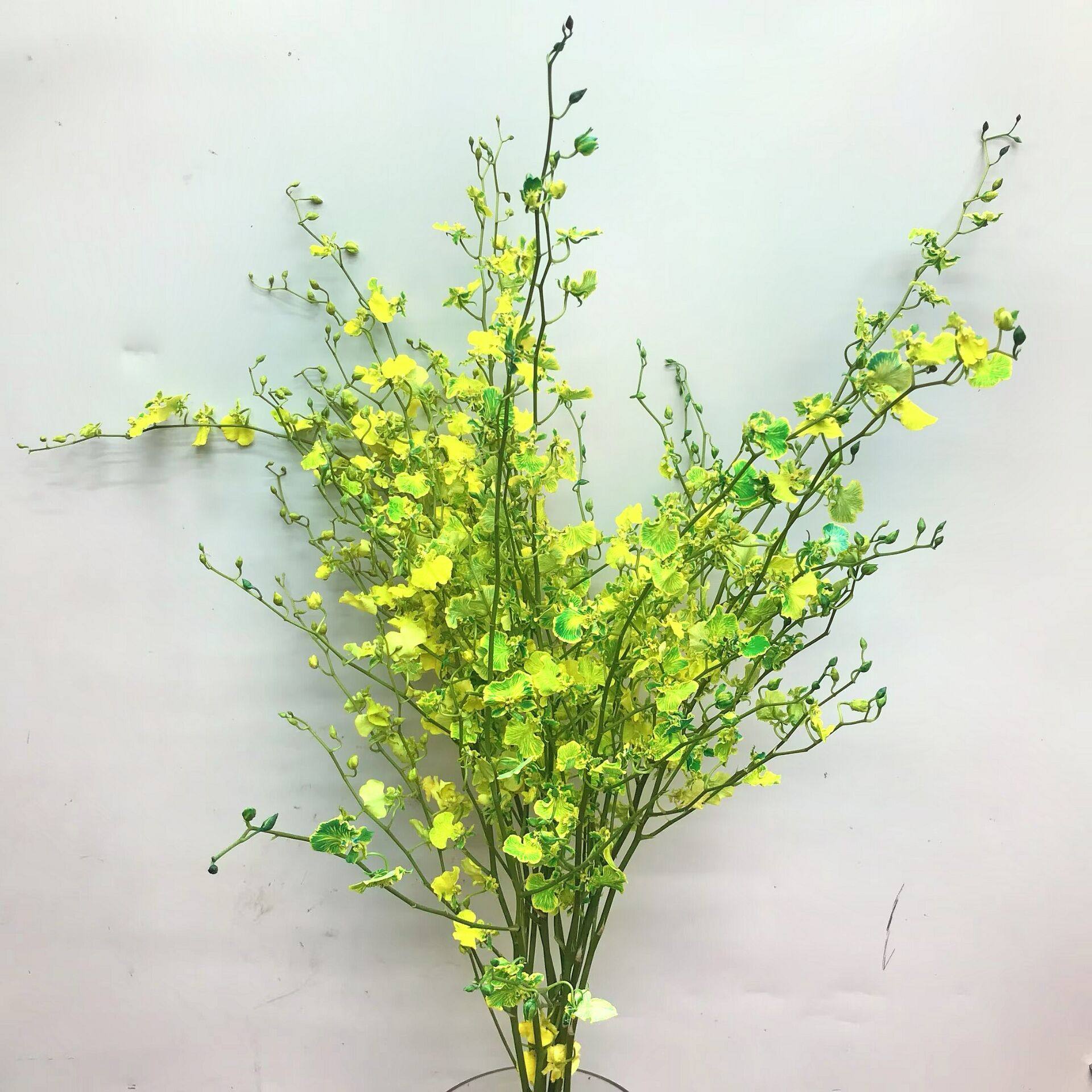 文心兰鲜切花水培花展厅摆花染色跳舞兰鲜花婚庆配花北京同城速递