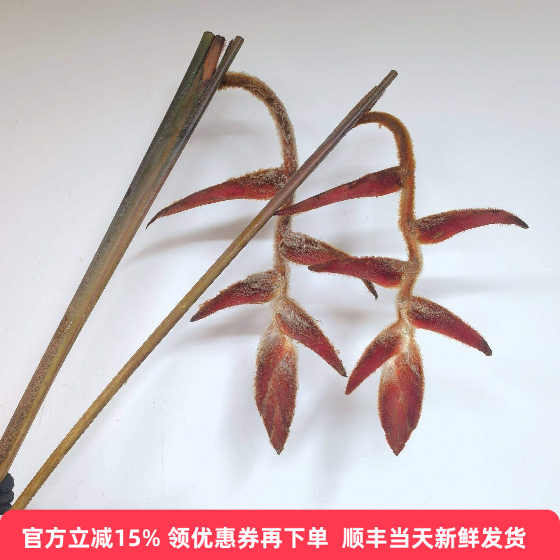 丝绒吊鸟鲜切花蝎尾蕉水培鲜花