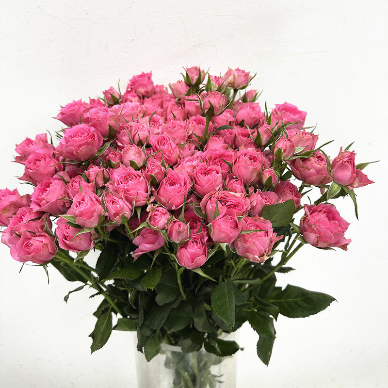 苏菲宝贝多头小玫瑰粉蔷薇鲜花生日爱情礼物水培家庭插花北京速递