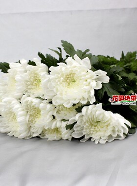 清明祭扫黄菊白菊鲜切花束鲜花