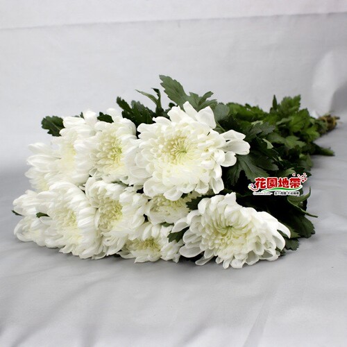 清明节黄菊鲜切花白菊花上坟祭奠花扫墓殡仪哀悼花束同城鲜花速递 - 封面