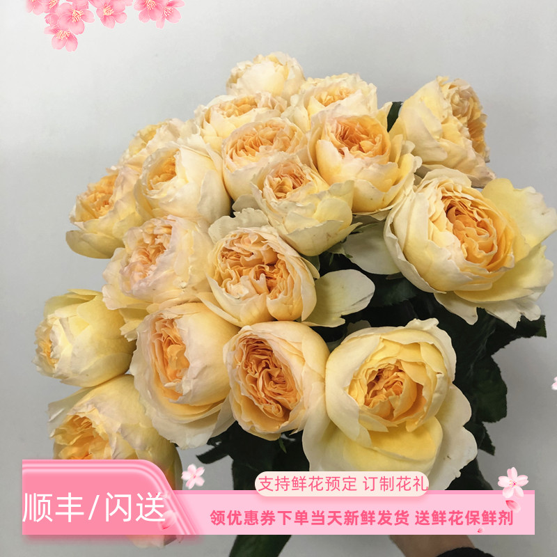 奥斯汀玫瑰翠碧丝 高端花卉生日表白爱情礼物 家庭插花国鲜花速递