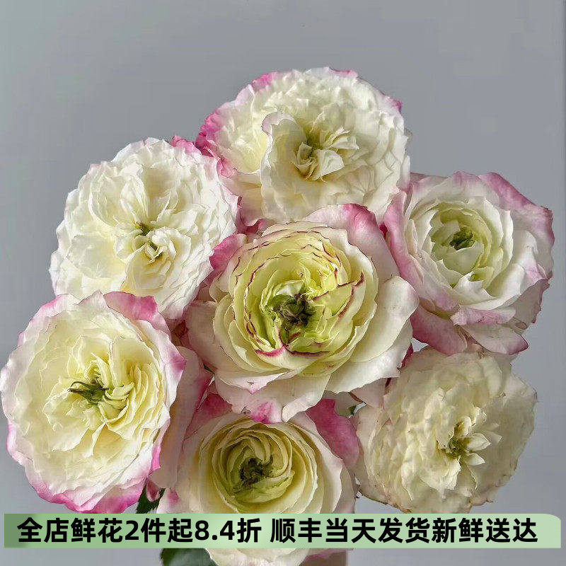 小粉兔玫瑰花调香师初妆水养同城