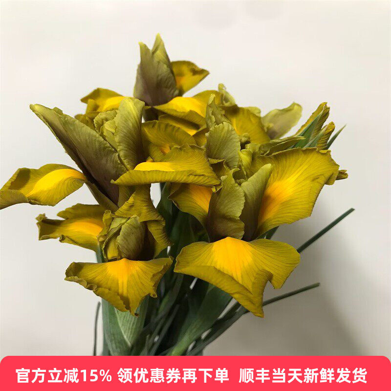 秋公主鸢尾花红灰烬水培花爱情花