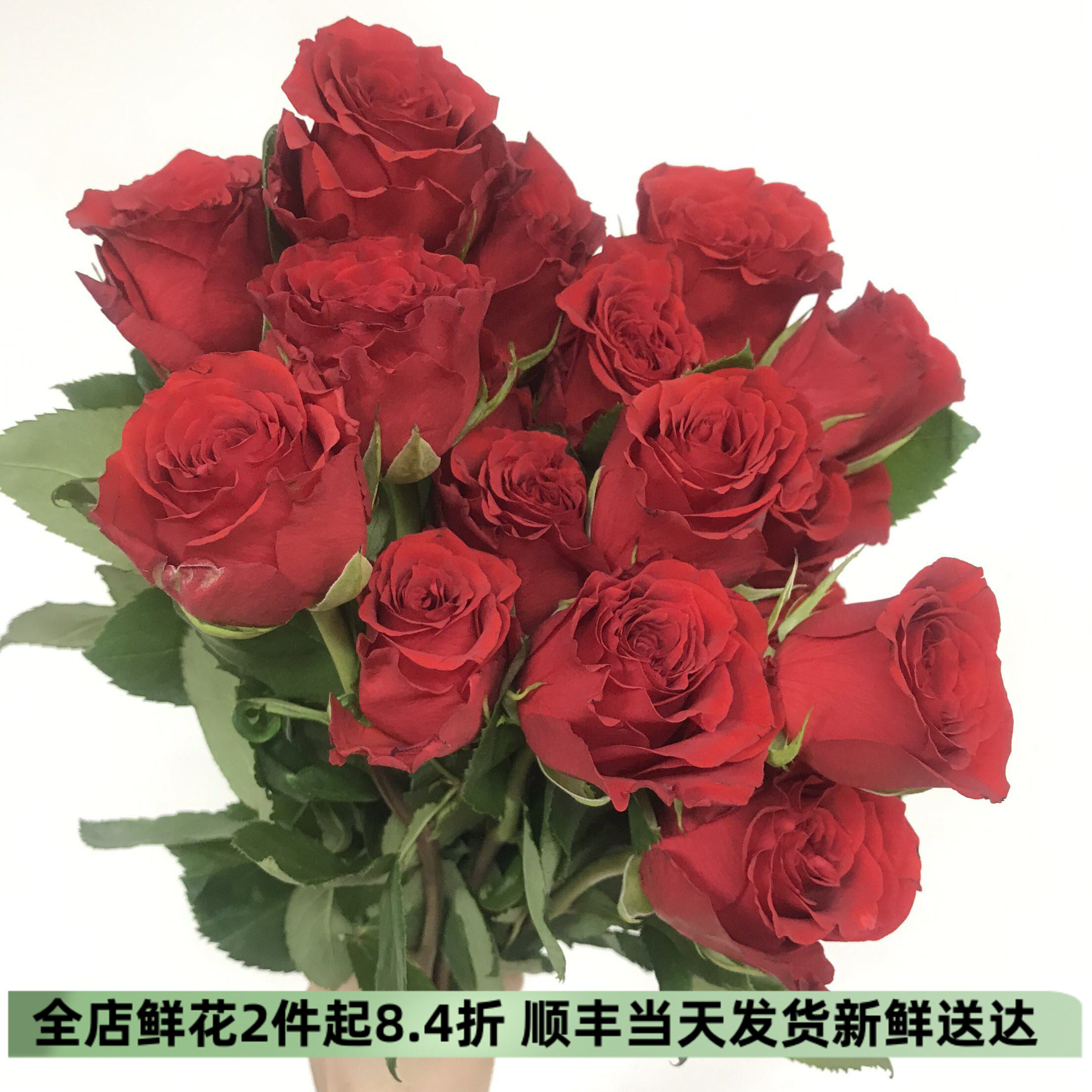 珍爱玫瑰花室内水养花情人节七夕