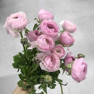 塞纳河洋牡丹鲜切花小众高级新鲜毛茛家庭办公室插花浪漫粉色鲜花
