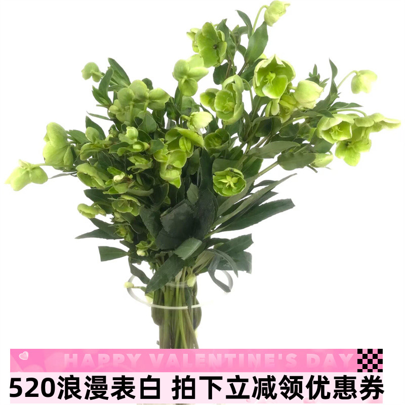 绿花兔葵鲜切花小清新菟葵室内水养百搭花艺插花北京鲜花同城速递