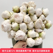 大芍药鲜花红色魅力奶油碗牡丹落日珊瑚生日表白礼物北京同城速递