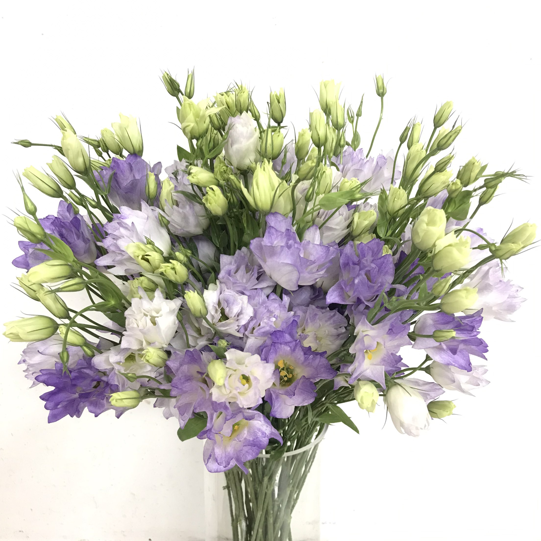 紫微星洋桔梗鲜花高冷渐变紫色尖花瓣龙胆水培鲜切花北京同城速递