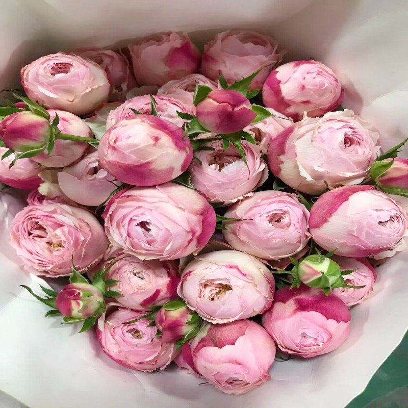 酷皮多头小玫瑰粉色蔷薇花全开放