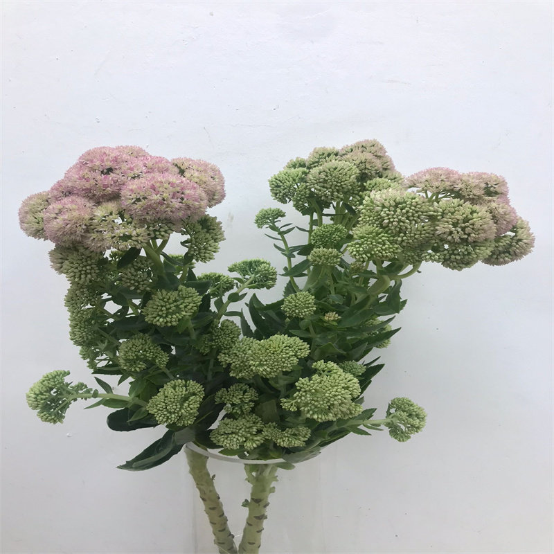 景天八宝室内水养家庭办公室瓶插花北京同城鲜花速递百搭配花植物