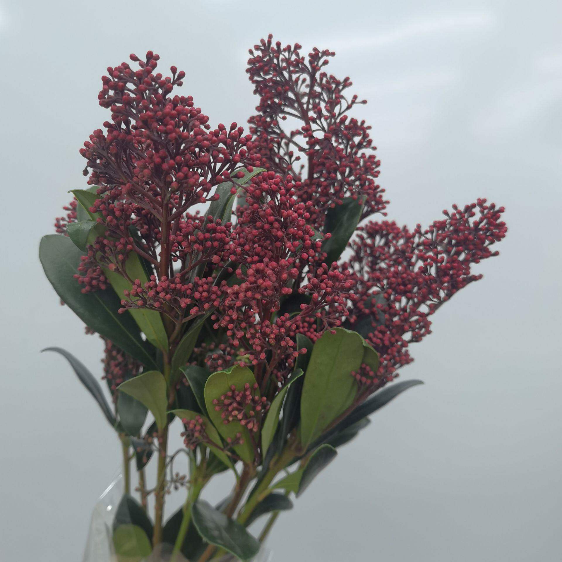 进口花材茵芋花水培鲜花同城配送