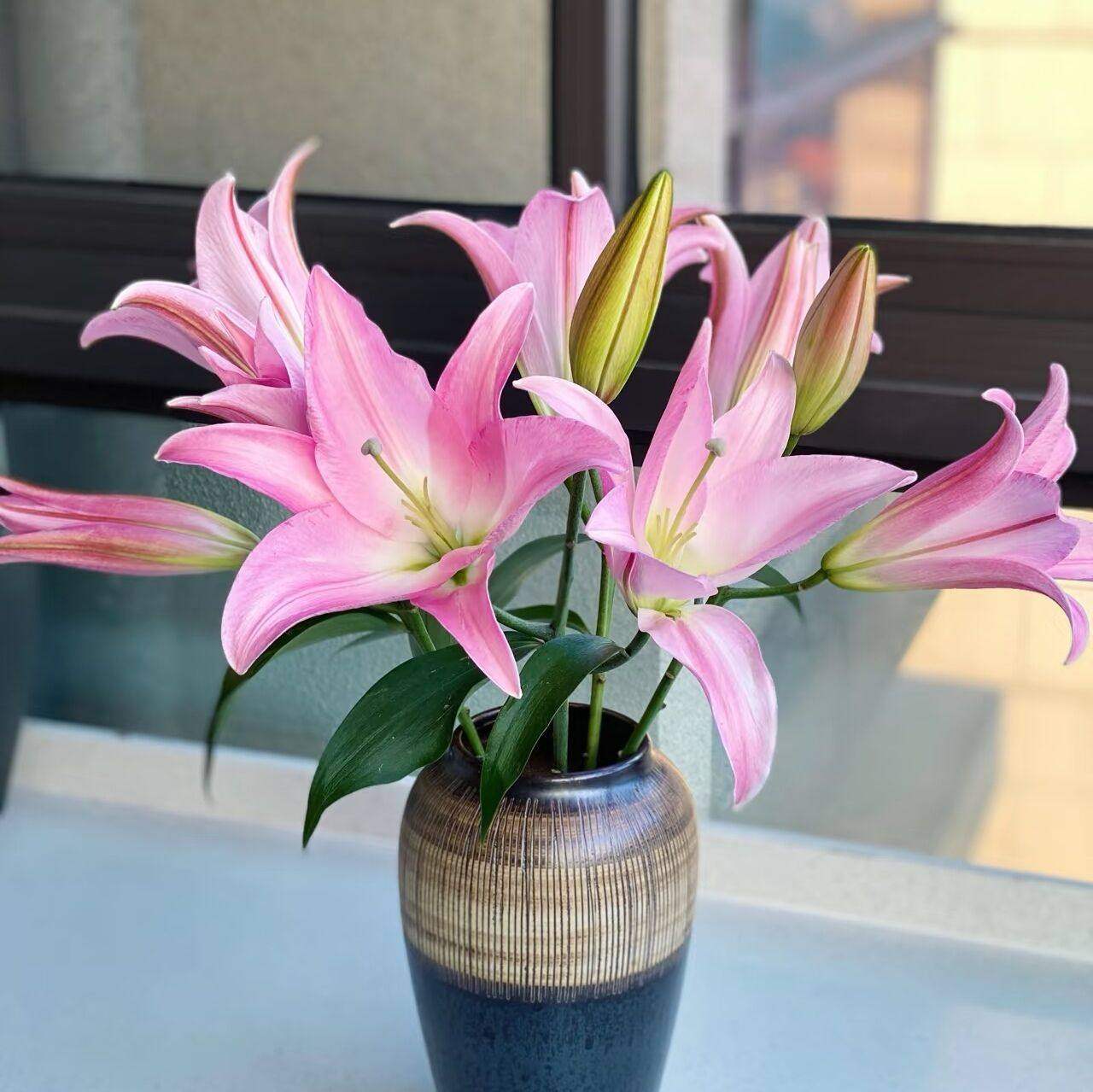 香水百合花大花苞水培同城速达