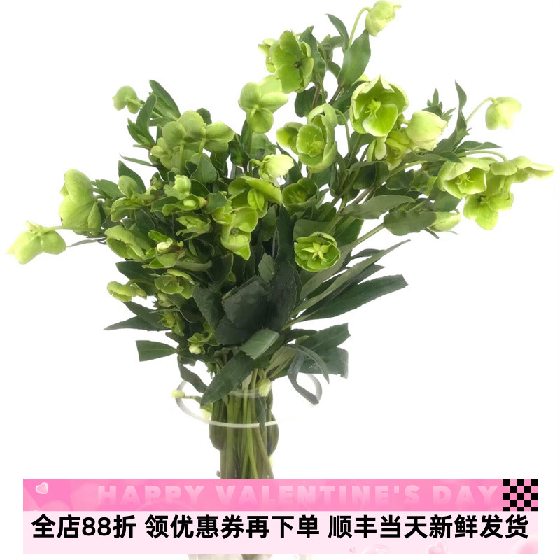 绿花兔葵鲜切花小清新淡雅室内