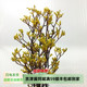 饰花期长北京同城鲜花速递 袋鼠爪鲜切花室内水培植物可做干花束装
