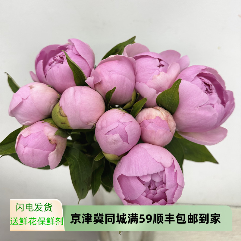 玛丽布莱德芍药鲜花 母亲节生日礼物爱情 水培家居插花 北京速递