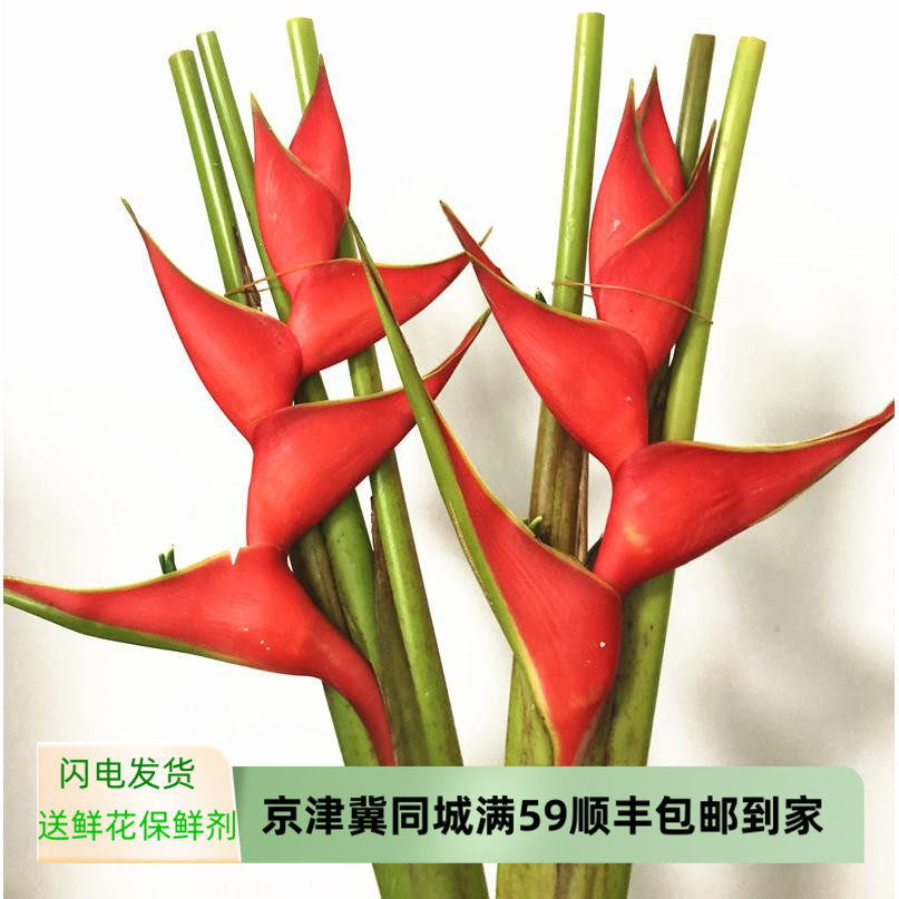 红色大鸟蟹钳鸟鲜切花水养室内富红蝎尾蕉百搭花北京同城鲜花速递