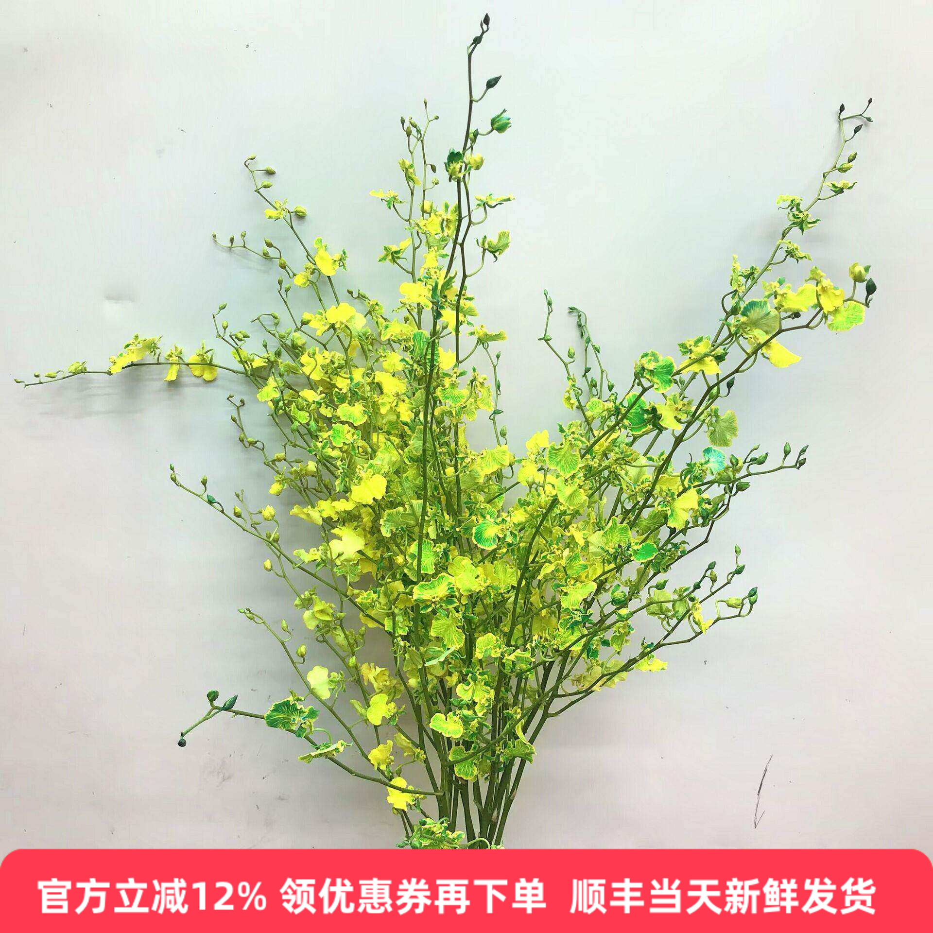 文心兰鲜切花水培花展厅摆花染色跳舞兰鲜花婚庆配花北京同城速递