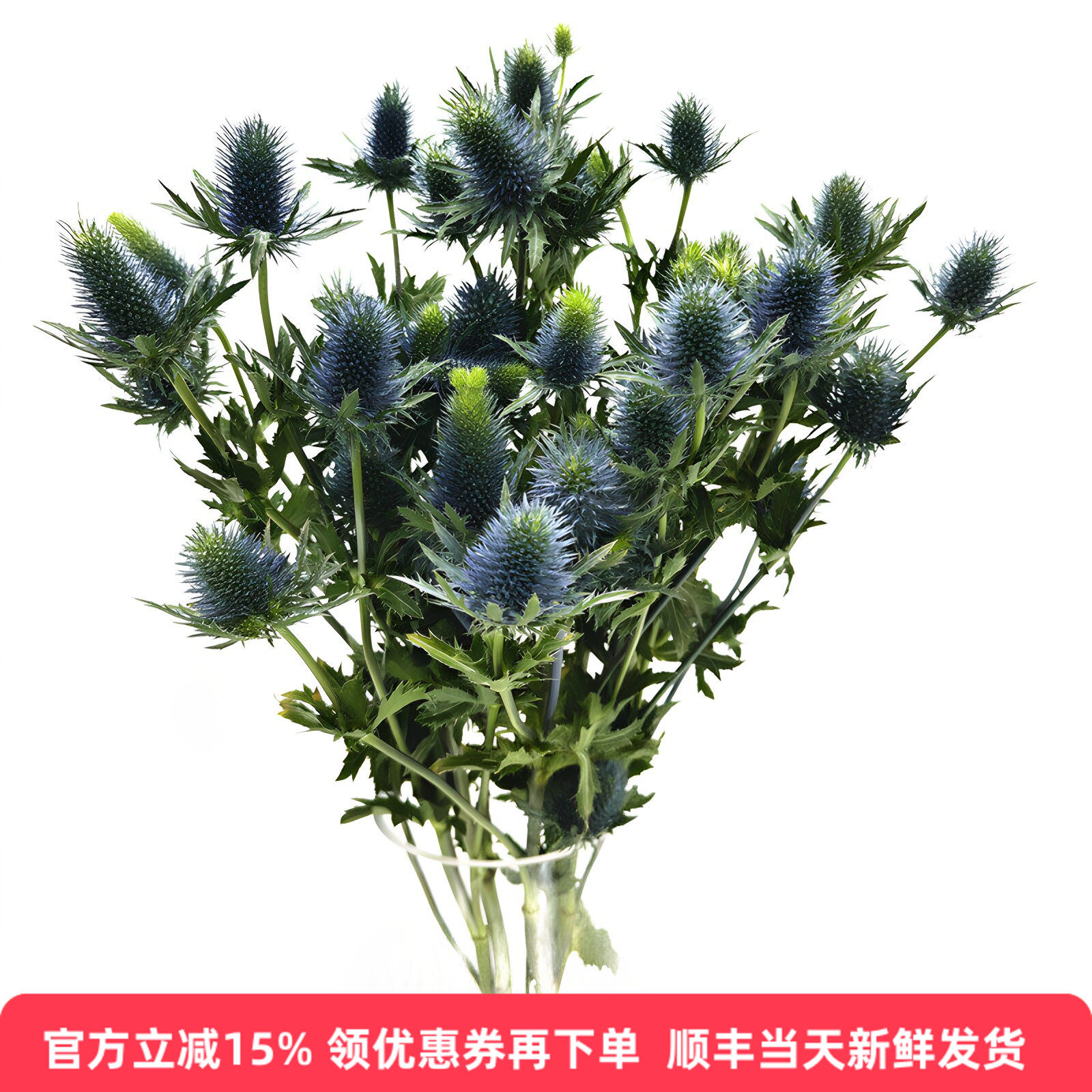 进口蓝刺芹水培花期长同城速递