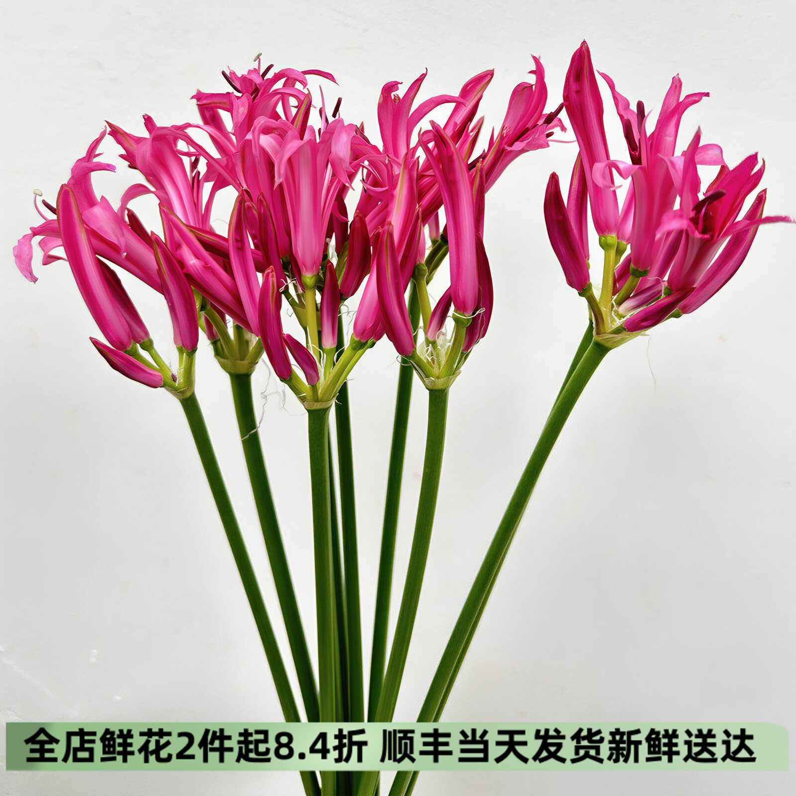 玫红石蒜彼岸花北京同城速递