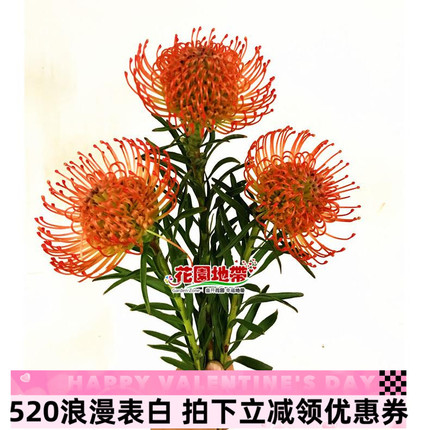 进口南非花卉烟花菊针垫花木本花期长水养瓶插花北京同城鲜花速递