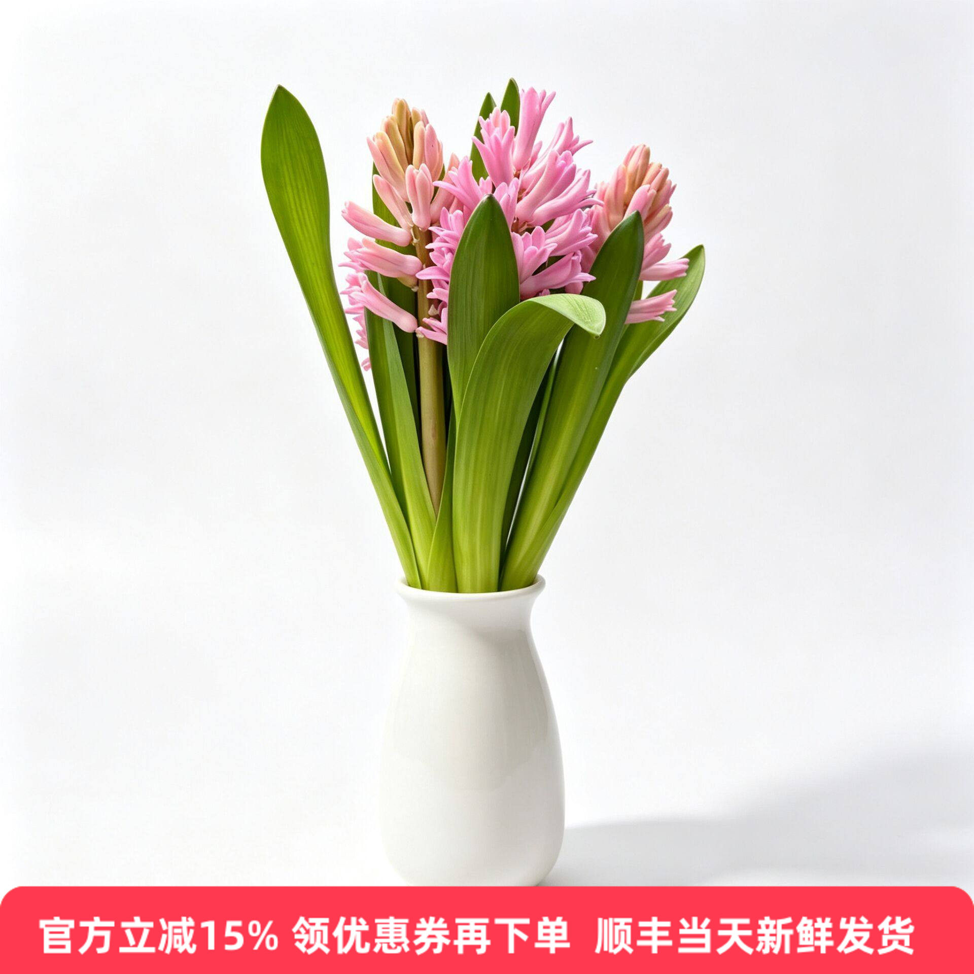 进口风信子5枝水培香薰同城速递