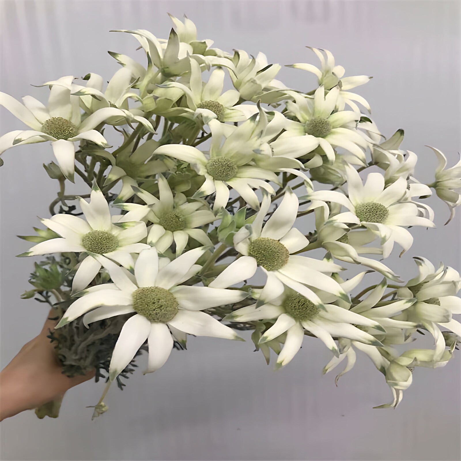 进口雪绒花法兰绒瓶插花材鲜花