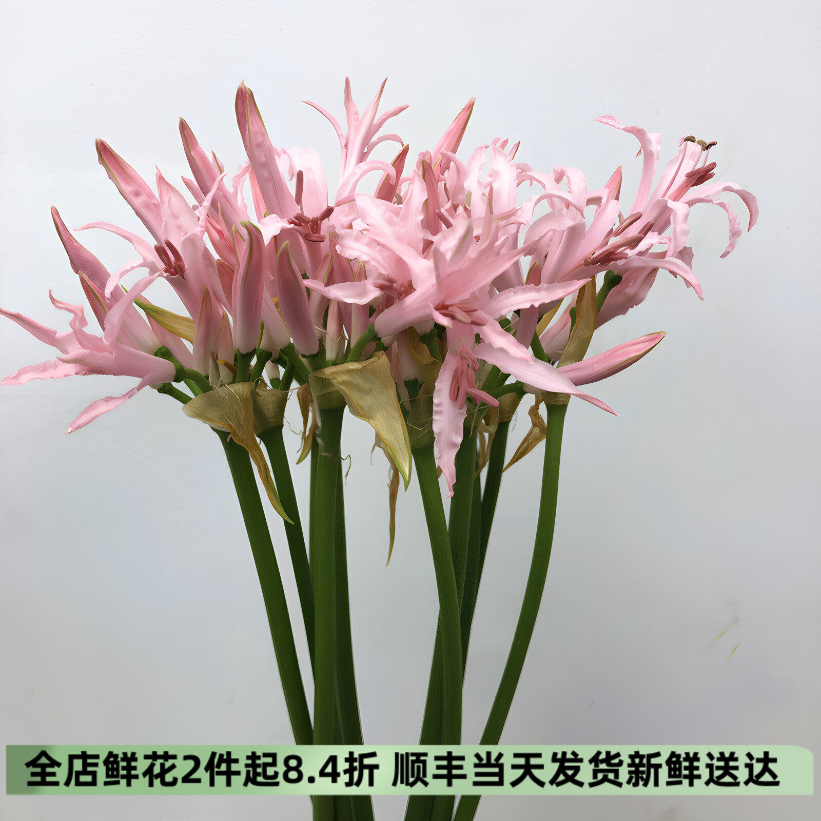 彼岸花鲜花曼珠沙华石蒜花新鲜进口花卉小众插花生日礼物北京速递
