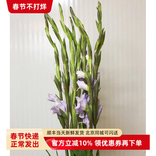 雅紫剑兰鲜花 水培家庭花艺插花 耐养生日礼物节节开花 同城速递