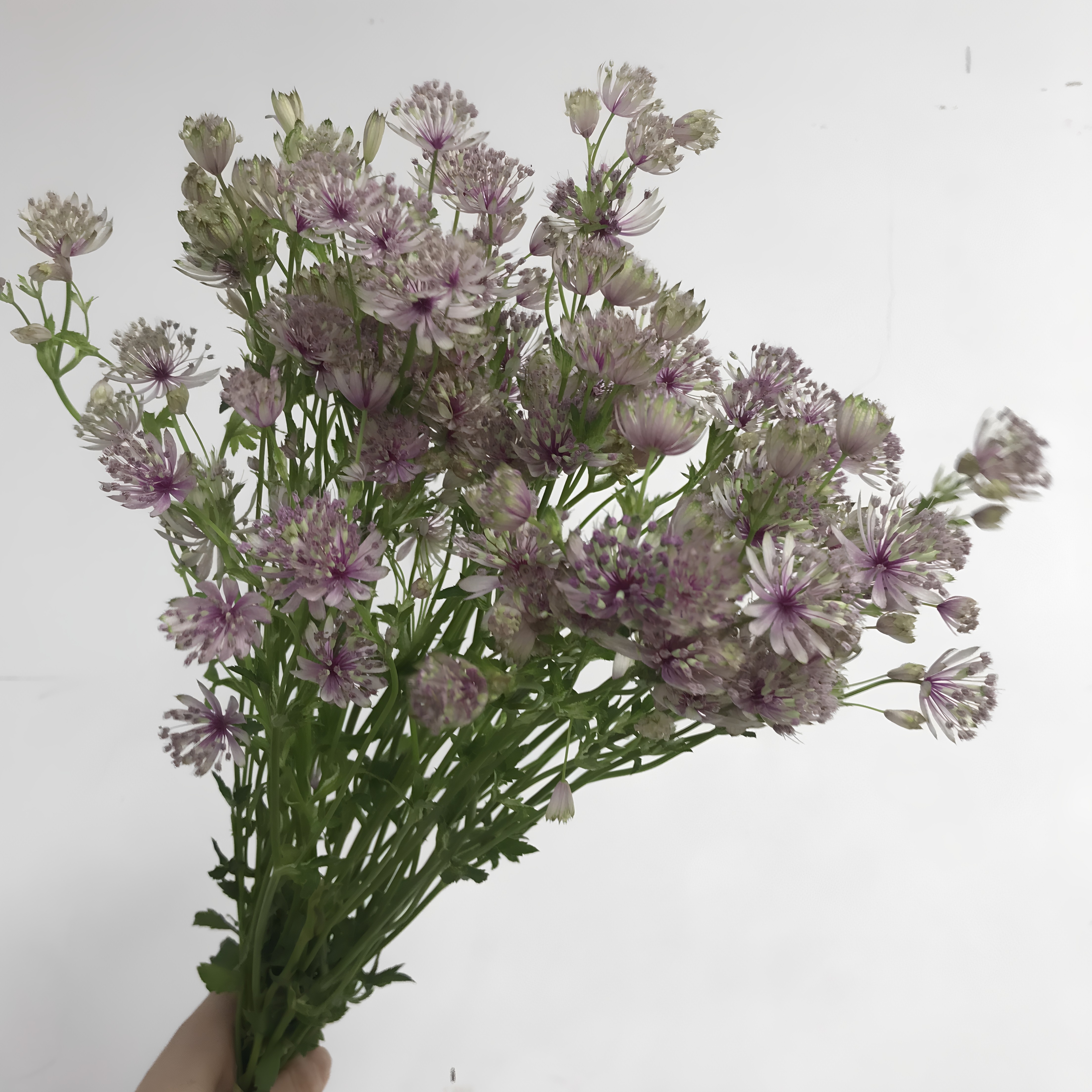 进口生日爱情婚礼同城鲜花