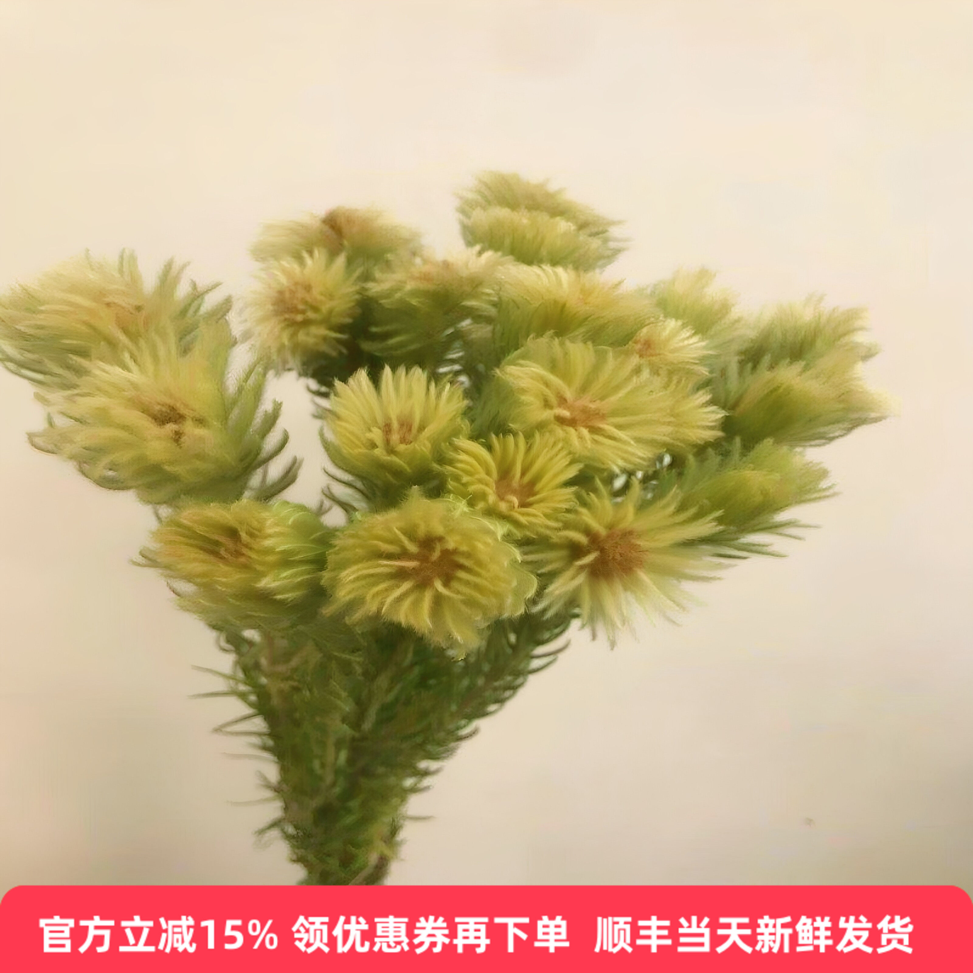 进口金鹅绒毛笔花鲜切枝花期长
