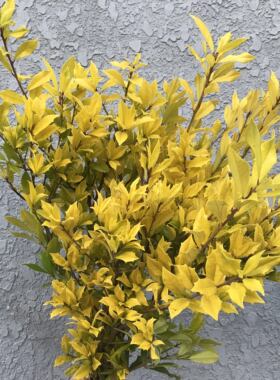 黄金叶鲜切花北京同城顺丰配送