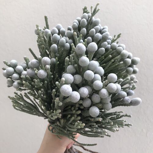 南非进口银珊瑚果木鲜切枝花期长
