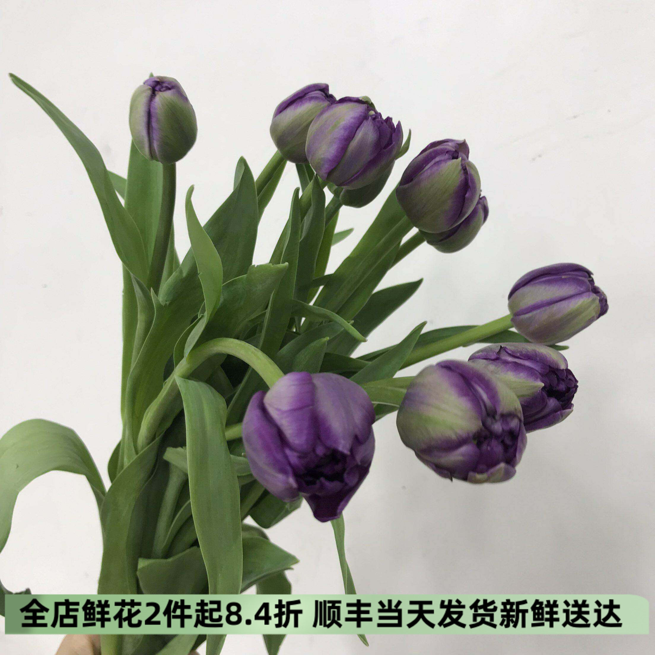 葡萄挞同城速递重瓣爆款鲜花紫色