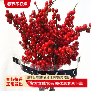 红果冬青鲜花木本鲜切枝进口转国产好养花期长喜庆中国红生日礼物