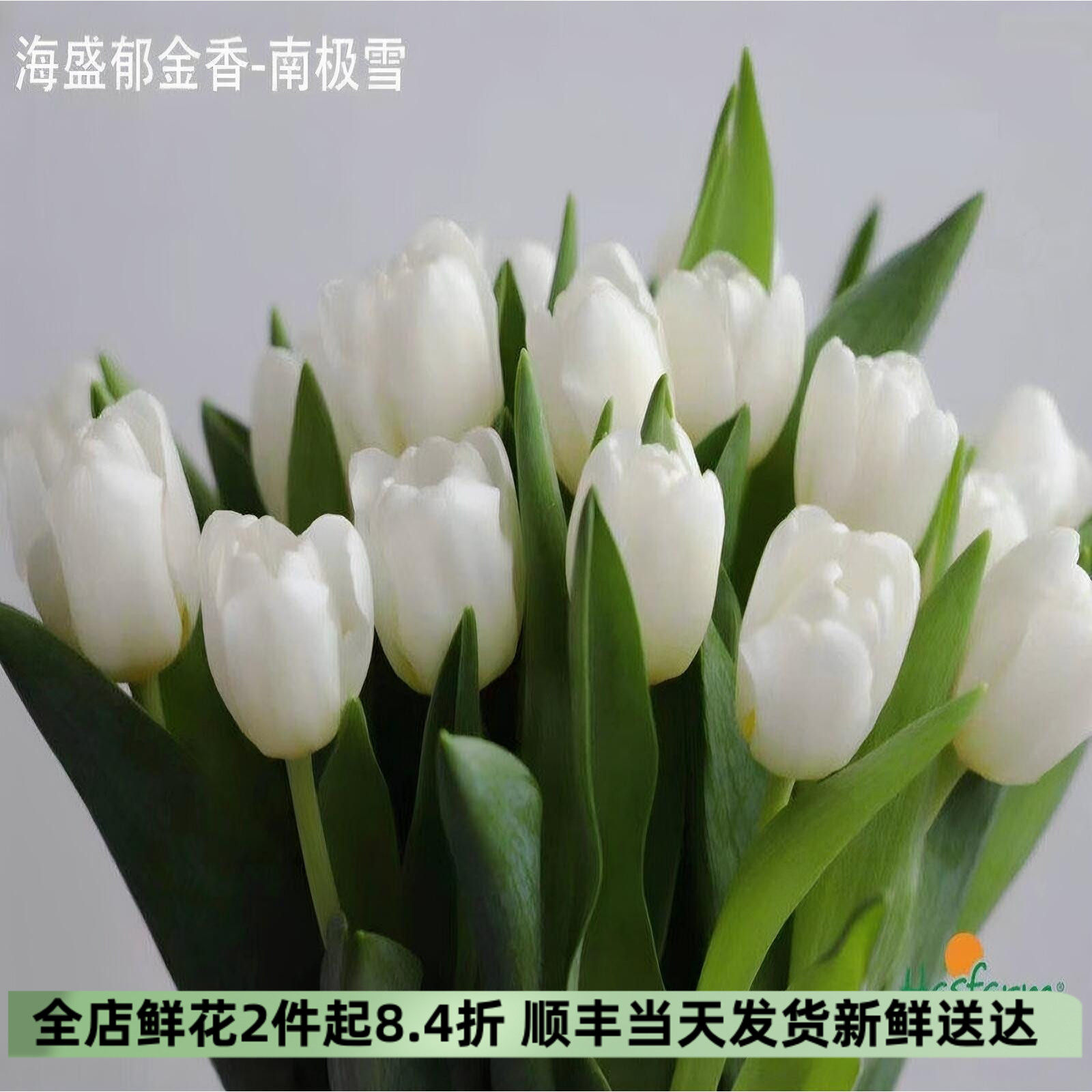 北京同城速递郁金香水培花材同城