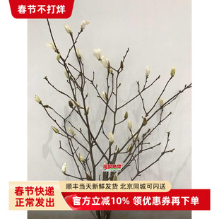 玉兰鲜花春天花会开新鲜白玉兰枝带花苞木本水养禅意插花同城速递