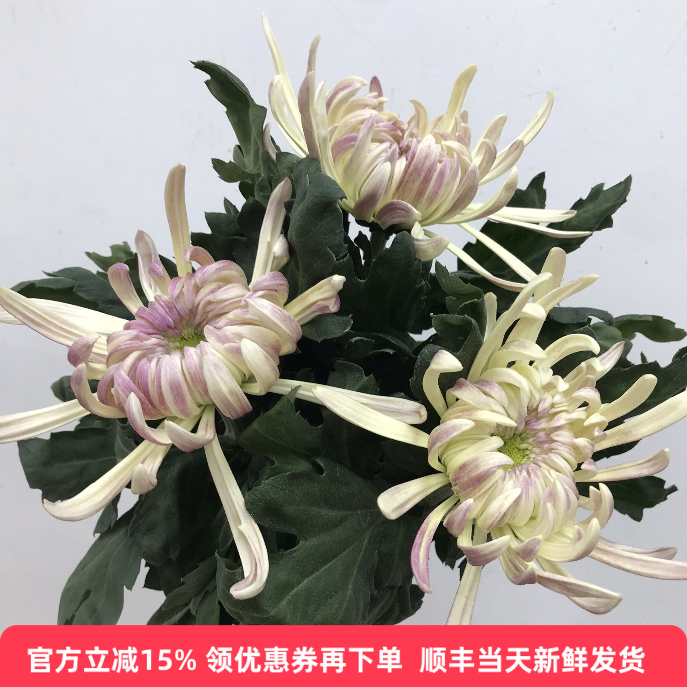 怪兽菊水培花期长北京同城配送花