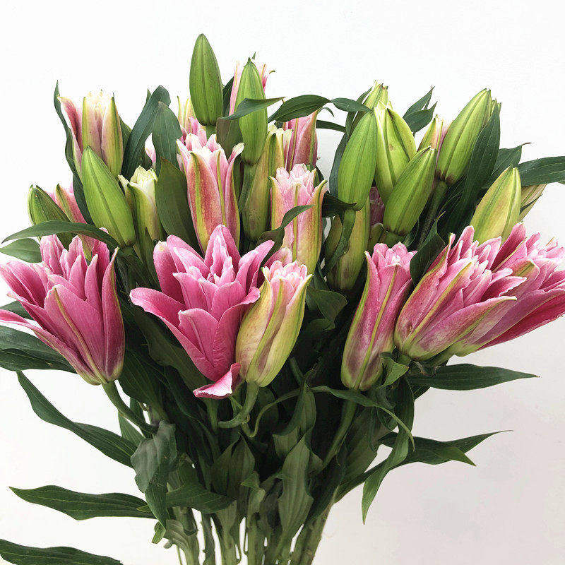 红色重瓣多头香水百合花礼佛花卉情人节鲜花生日礼物北京同城速递