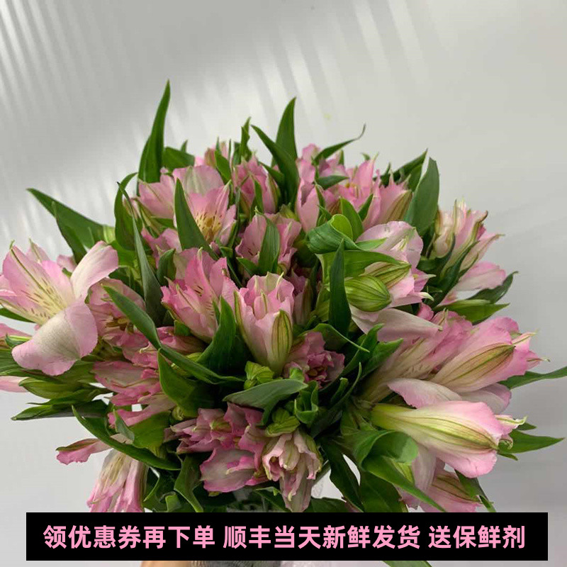 进口六初花室内水养生日七夕10枝