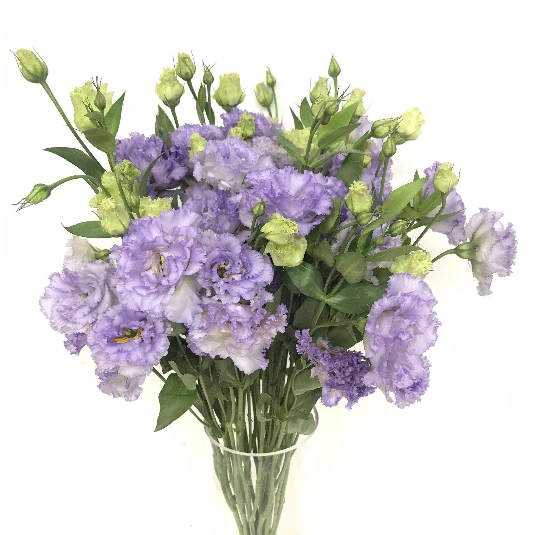 清冷紫色波浪边农民紫龙胆花卷边洋桔梗鲜花水培家庭插花北京同城