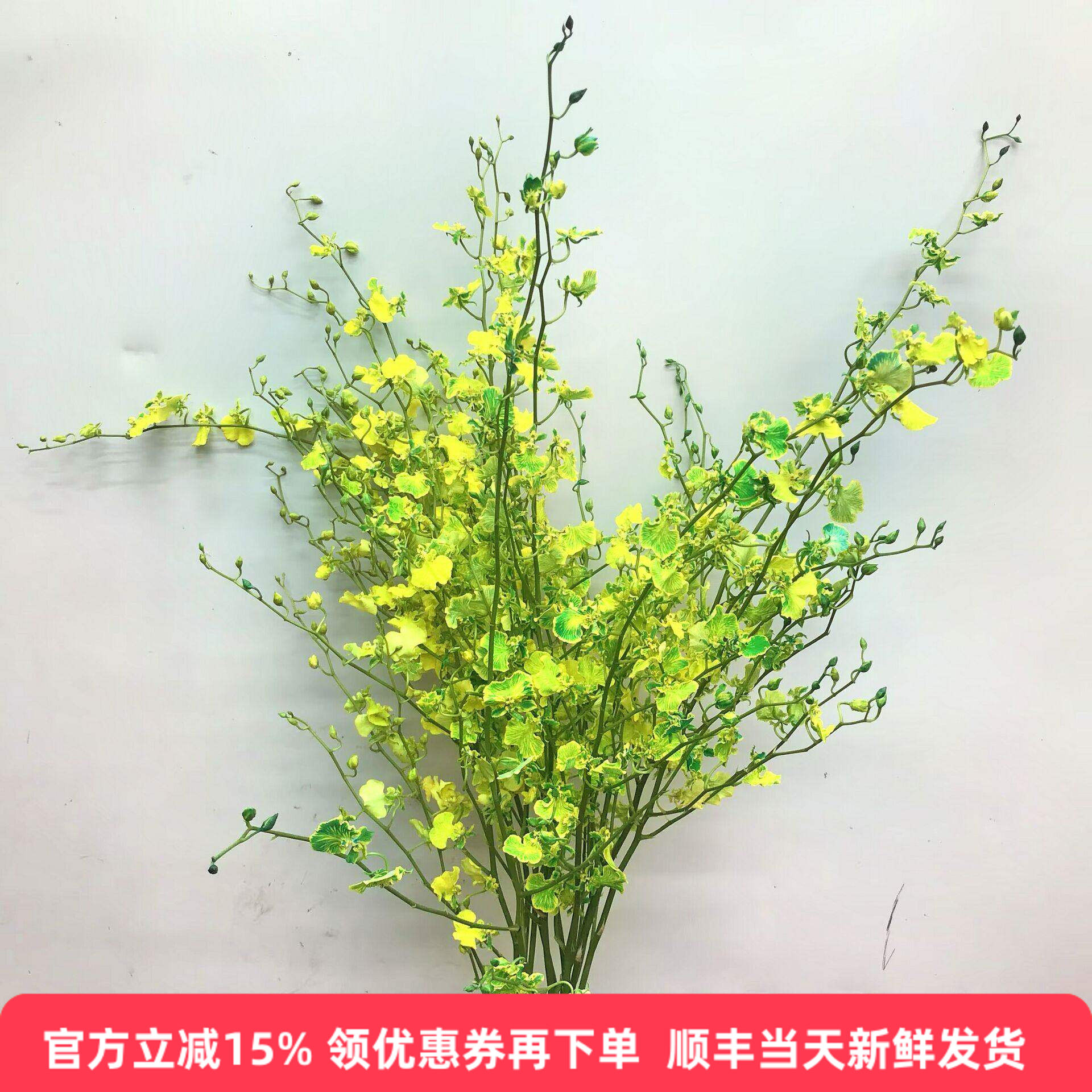 文心兰鲜切花水培花跳舞兰鲜花