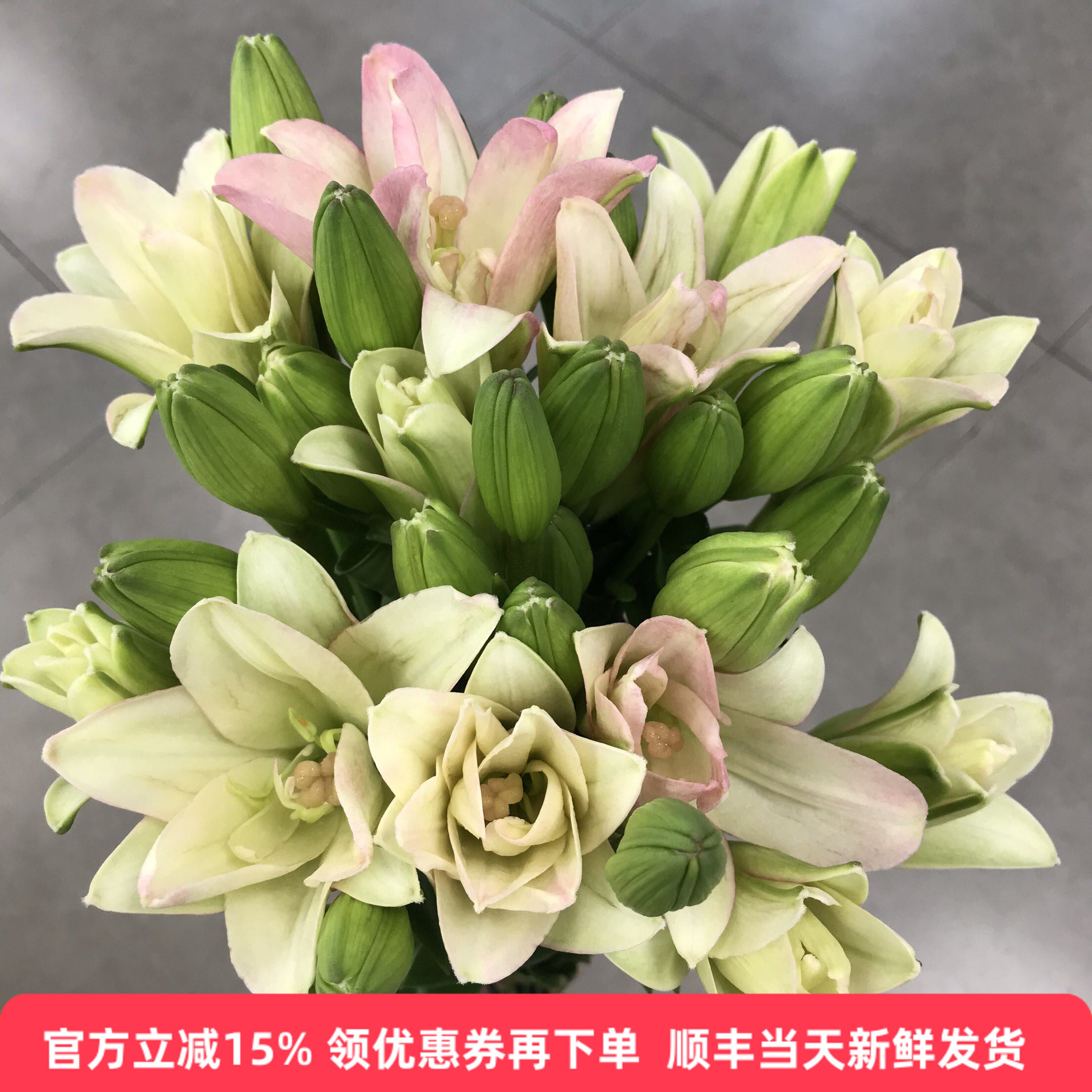 迷你多头亚百合水培花苞好养鲜花