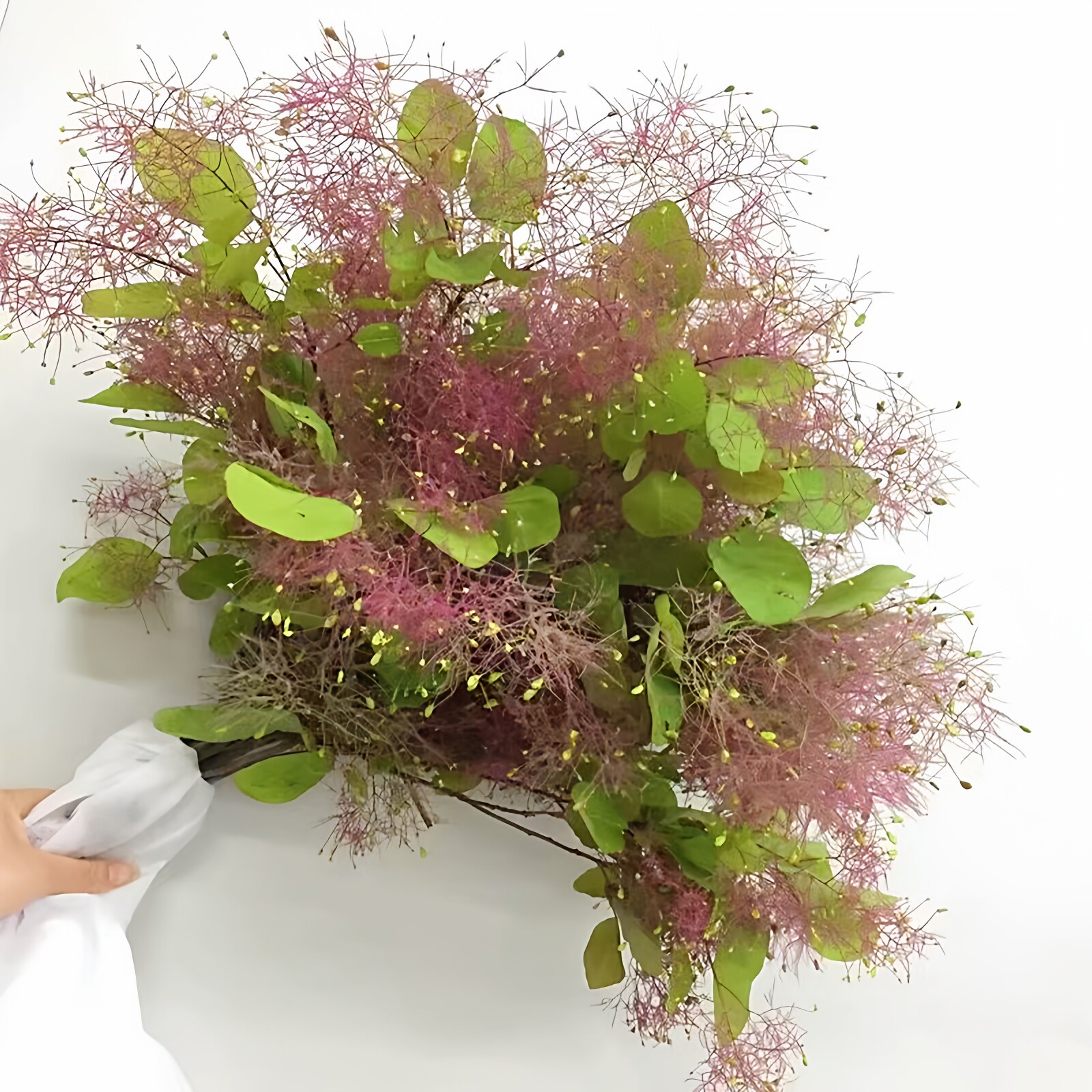 黄栌树切枝木本雾中情人水培瓶插花婚礼配花顺丰同城北京鲜花速递